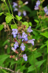 Balzsamzsálya - zsálya - Salvia tomentosa